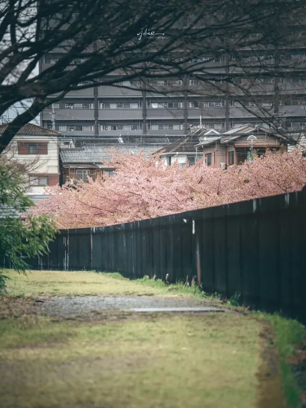 京都で桜が咲いた？今年の第一陣の桜難民です！