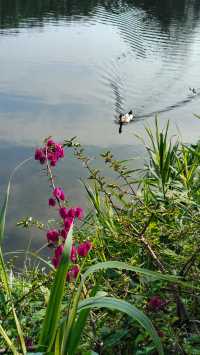 流花湖公園