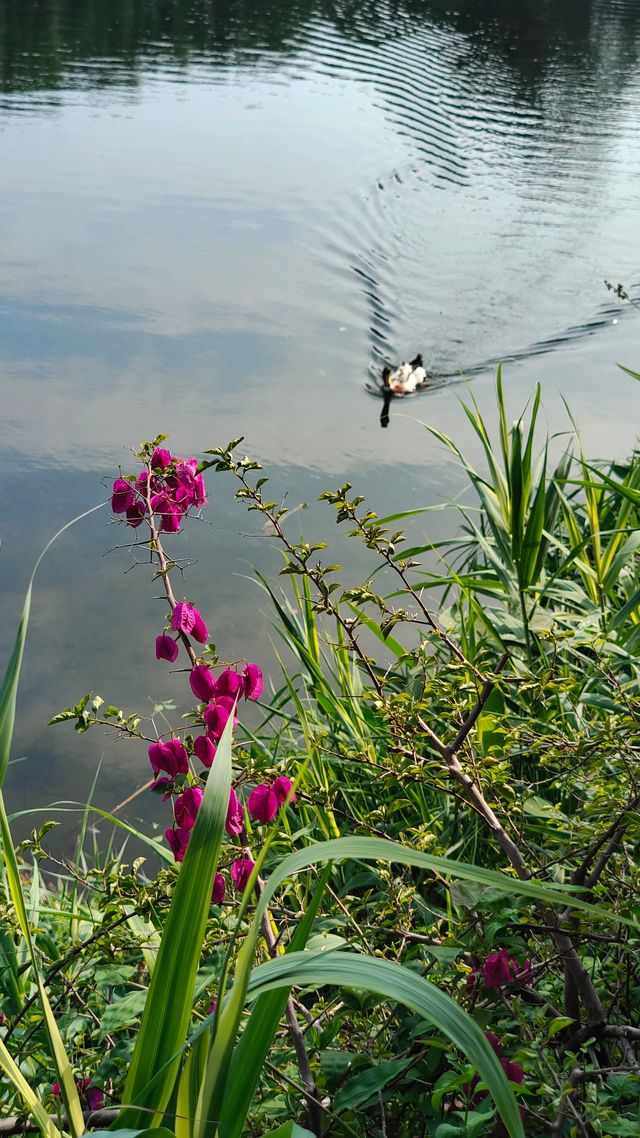 流花湖公園
