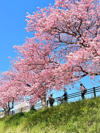 The hometown of cherry blossoms is truly wonderful!