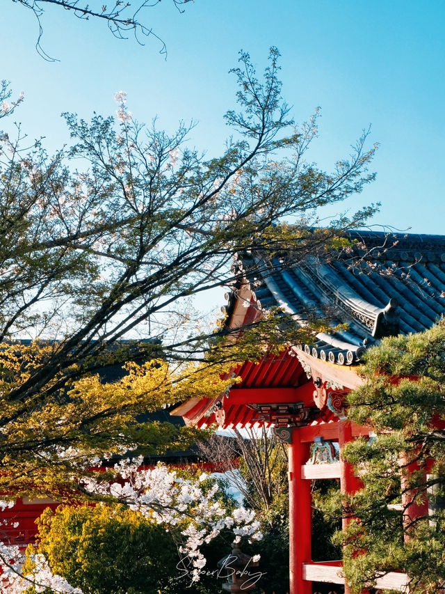 🌸【京都】清水寺櫻花攻略：漫步粉色花海的浪漫之旅