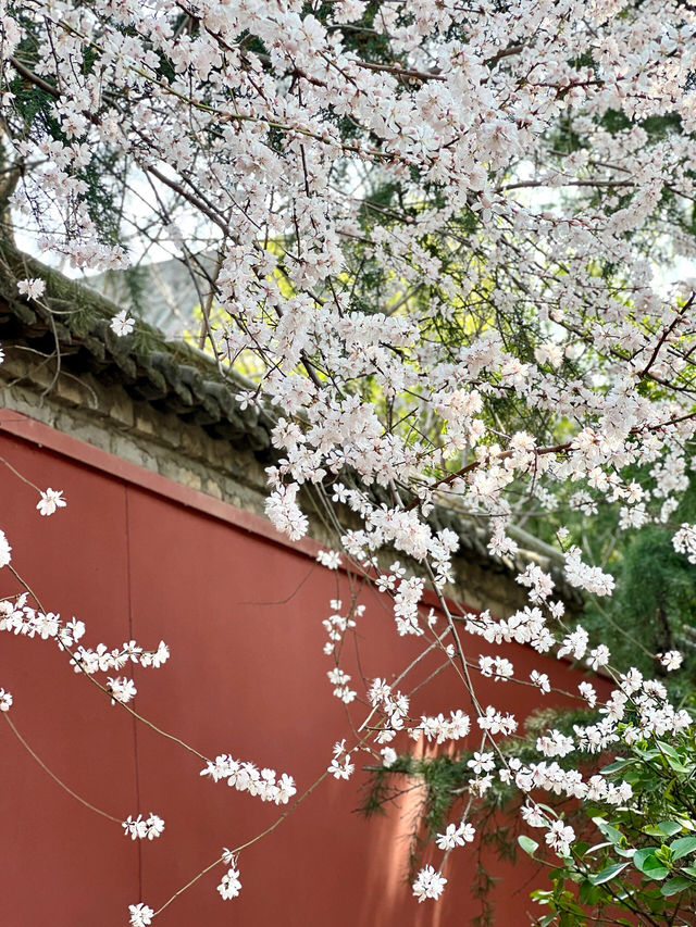 西安·廣仁寺實拍（附拍照技巧）