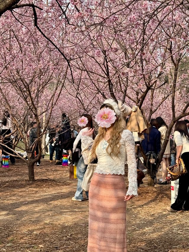 南京中山植物園北園賞櫻攻略！