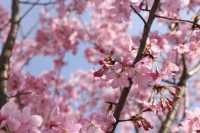 賞花指南 |一起來看銅鼓的「花花世界」！