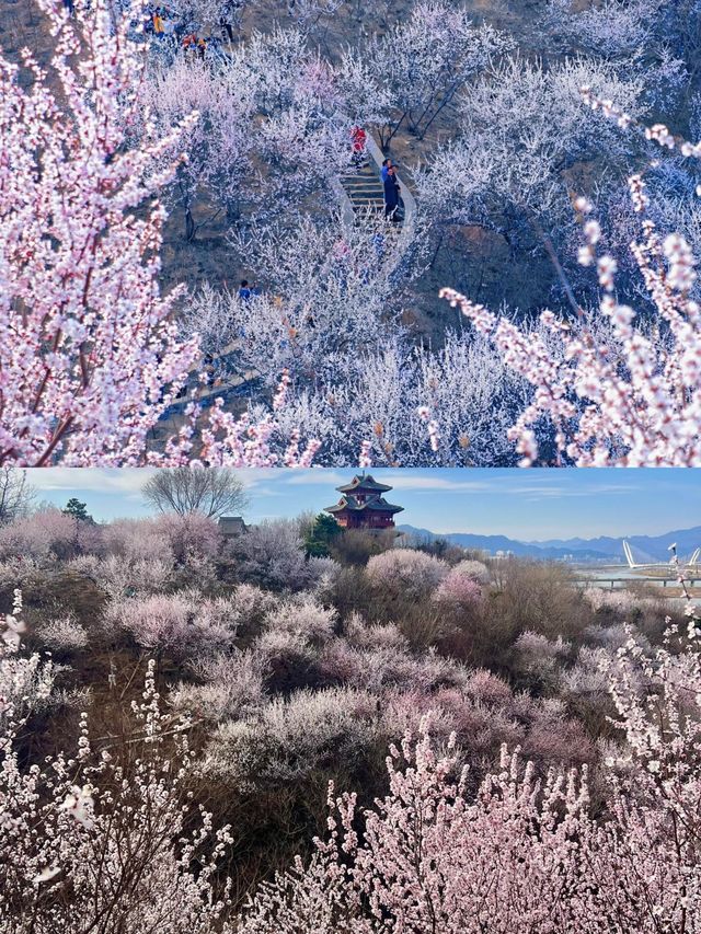 3.20實況｜北京這個絕美桃花山已盛開