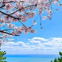 釜山賞櫻一日遊🌸 快複製這條路線
