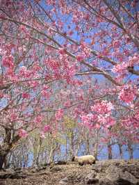🌸粉色櫻花，這座農場的美景太讓人陶醉