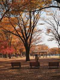 代々木公園での秋の完璧な日々を楽しむ