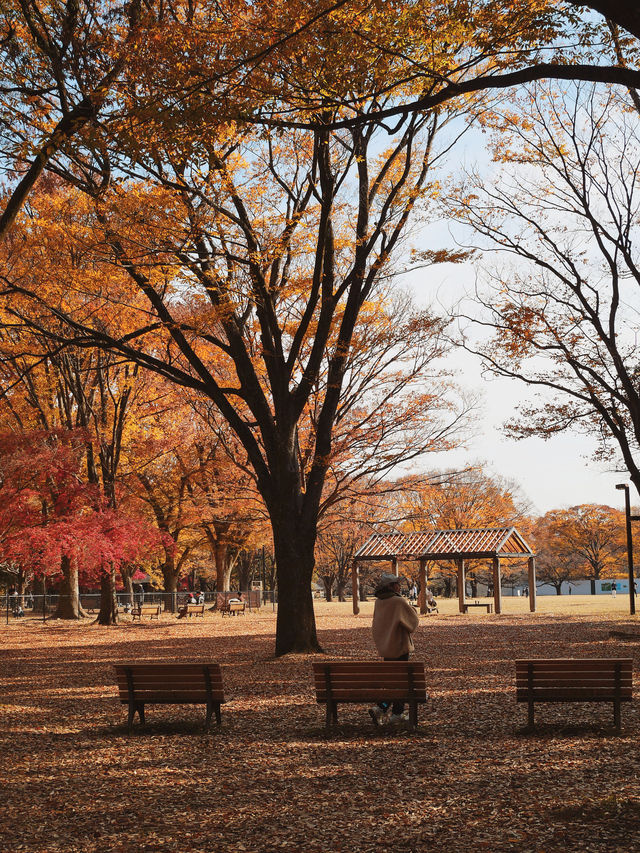 代々木公園での秋の完璧な日々を楽しむ