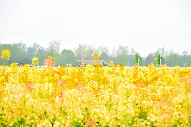 成都｜農博園七彩油菜花田