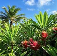 馬爾代夫馬富士島熱帶植物園遊玩攻略