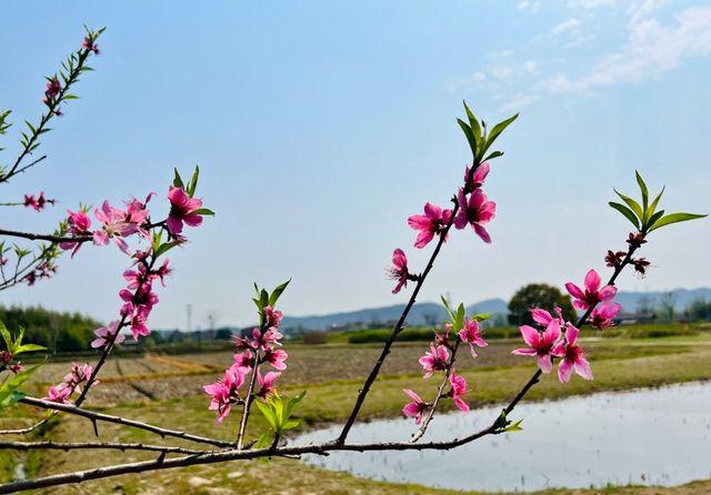 2025年去杭州良渚古城遺址公園全家遊！