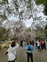 東京櫻花 六義園 滿開 櫻吹雪 3月28日