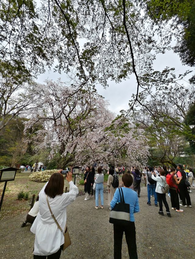 東京櫻花 六義園 滿開 櫻吹雪 3月28日
