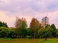 Haokun Wet Land Reserve: Ecological Treasure and Nature Beauty Museum
