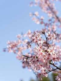 安吉櫻花季必去！小眾賞花攻略快收好～