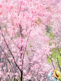 九江賞桃花春日特別攻略：邂逅江南最柔軟嘅粉紅色