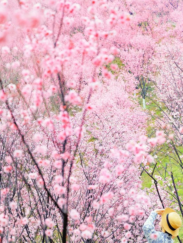 九江賞桃花春日特別攻略：邂逅江南最柔軟嘅粉紅色