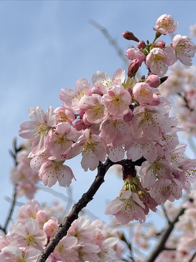 顧村公園賞早櫻