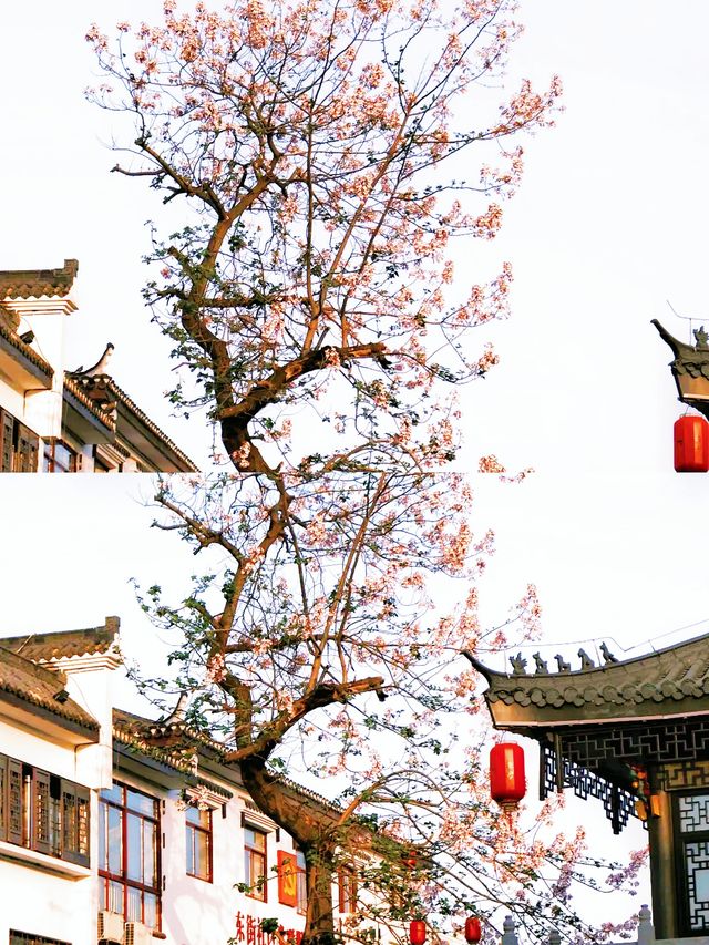 《這裡的美會過境！》
