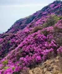 大連大黑山杜鵑花海超詳細遊玩攻略