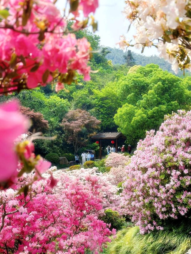 五一反向旅行｜闖入莫奈花園級花仙谷附保姆級攻略