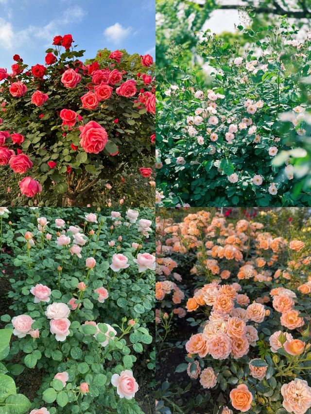 上海花木月季園3天深度遊攻略