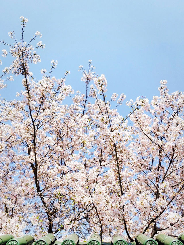 札幌校園賞樱攻略：邂逅北國粉色浪漫