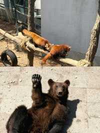 你以為只是看動物？大連森林動物園還能這樣玩？