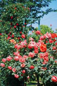 放鶴谷嘅玫瑰來信：當野鶴與花海共舞