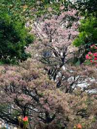 由碧沙崗到月季公園，10km邂逅春日浪漫