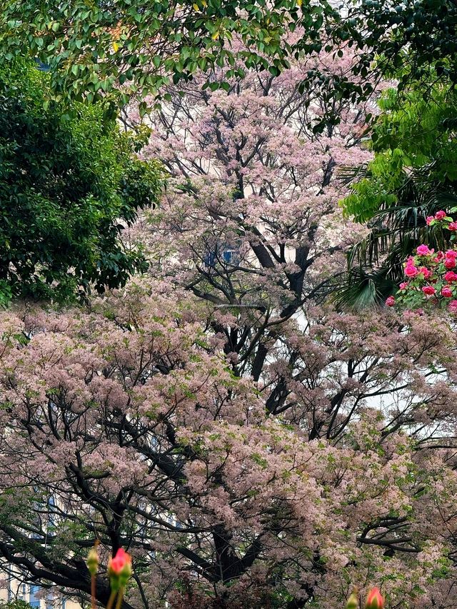 由碧沙崗到月季公園，10km邂逅春日浪漫