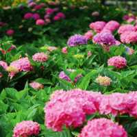 🌸花情速報！上海中環綠廊繡球花盛開啦