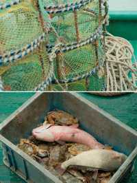 去有風的海島 包船捞蟹！揭秘寧波冷門海島