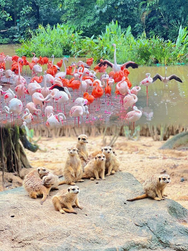 廣州長隆野生動物世界超全攻略親子必睇