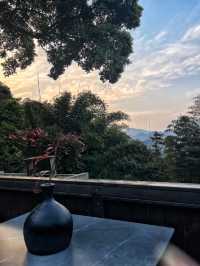 為咗呢棵樹 專登嚟咗峨眉山