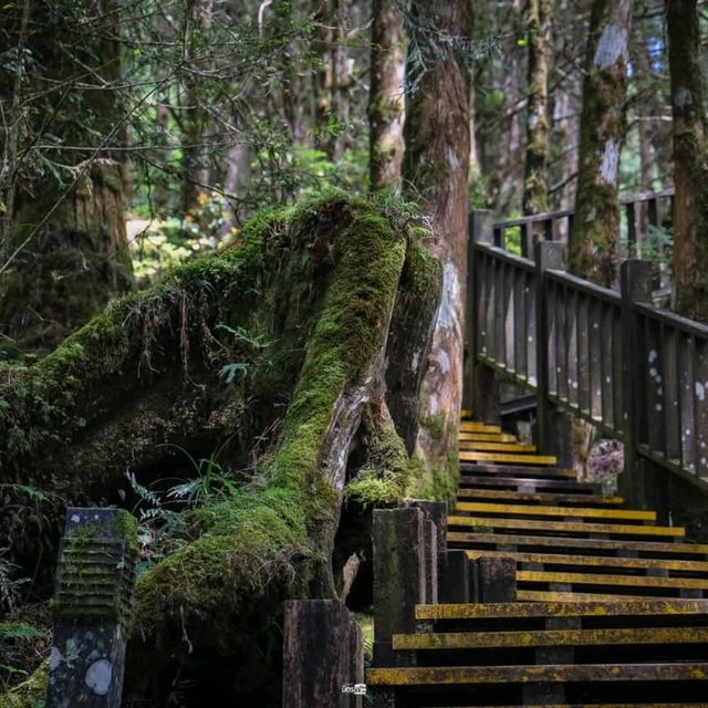 เดินเล่นป่าโบราณไต้หวัน Taipingshan