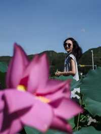 中國最美蓮鄉嘅田園風光：大畲荷園