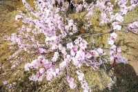 太僕寺旗杏花季，錯峰賞花，獨享花海