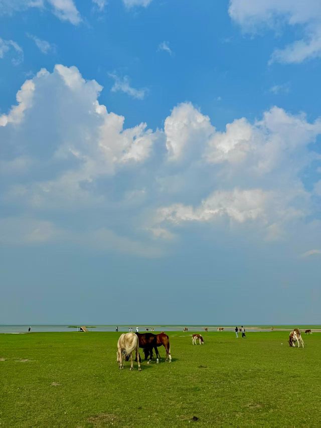 呼倫貝爾，夏天旅行嘅天花板
