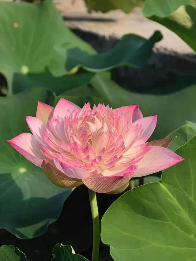 The lotus flowers are in full bloom, with various varieties gradually opening!
