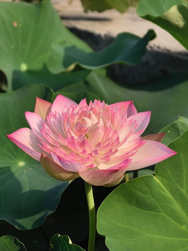 荷花花期已到，各種品種蓮荷花逐漸盛開！