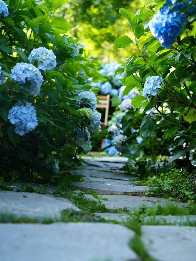 山間秘境，盛夏浪漫