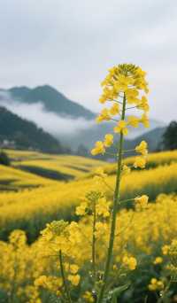 門源百里油菜花海2日1夜攻略，真實體驗分享！