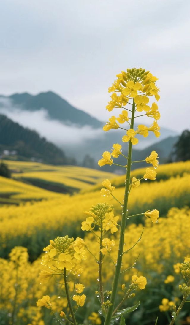 門源百里油菜花海2日1夜攻略，真實體驗分享！