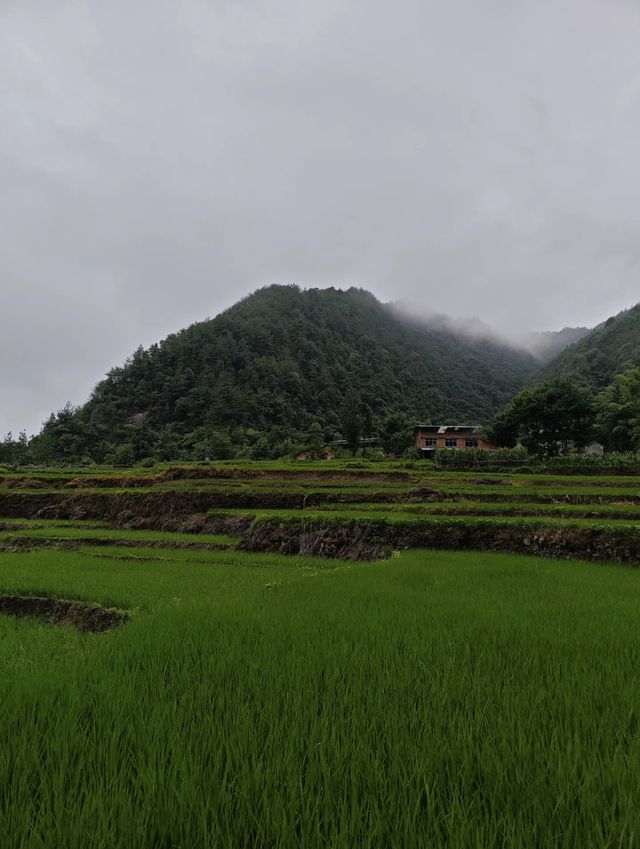 竹海禪境，梁平綠韻