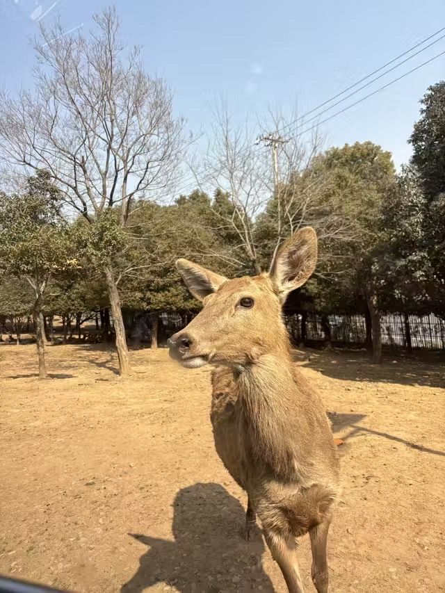 湖州龍之夢動物世界 | 沉浸式親子遊&動物探秘指南
