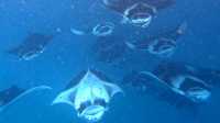 Ideal Stay for Manta Rays