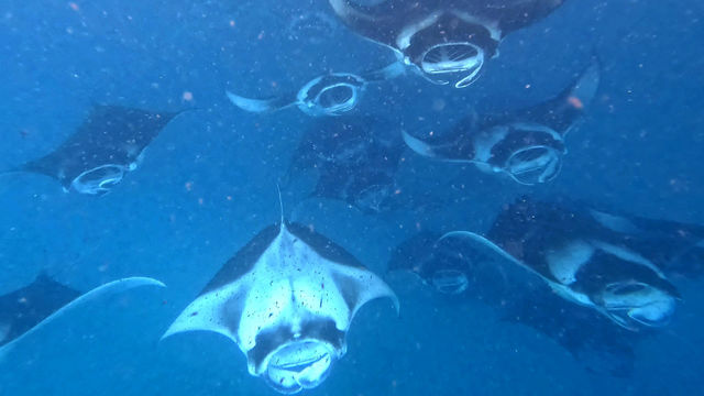 Ideal Stay for Manta Rays
