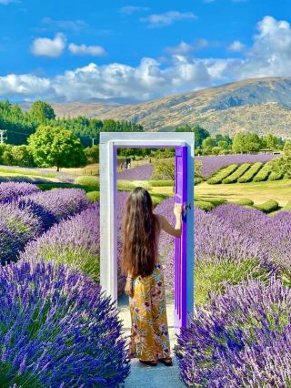 Why Not Visit New Zealand When the Flowers Bloom?